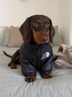 The Dog Face Jacket For Dachshunds